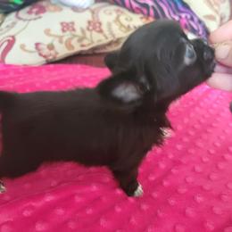 Chihuahua Puppies from Elegant Exotic Chihuahua's