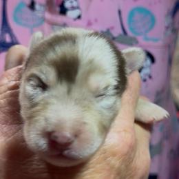 Astro - Merle male Pomsky puppy in Spring Hill, Florida from PDQ Pomskies