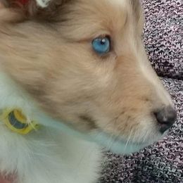 Shetland Sheepdogs from Celebrity Shelties