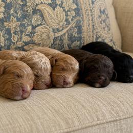 Poodle puppies from Autumn Poodles/Doodles