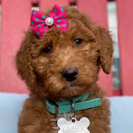 Aussiedoodles, Goldendoodles, and Poodles from Riverbend Doodles