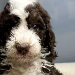 Australian Mountain Doodles and Bernedoodles from Mindys Doodles