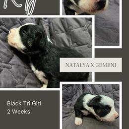 Katya - Black tri-color female Australian Shepherd puppy in Abilene, Texas from S&K Aussies N' Rotties