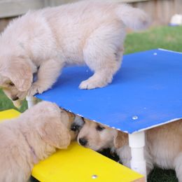 Golden Retriever Puppies from Scion Golden Retrievers