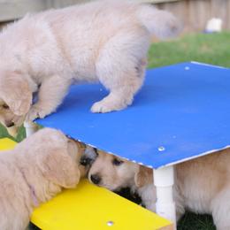 Golden Retriever Puppies from Scion Golden Retrievers