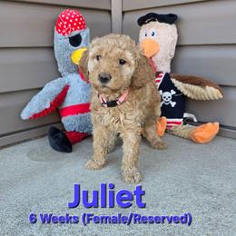 Juliet - Cream female Labradoodle puppy in Genoa City, Wisconsin from Sakura Pups