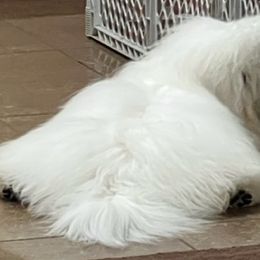 Jett - Coton de Tulear
