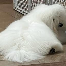 Jett - Coton de Tulear