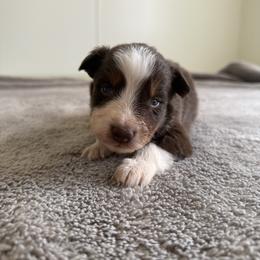 Thorn - Red tri-color male Australian Shepherd puppy in Tucson, Arizona from Soqui Ortiz Cattle Ranch