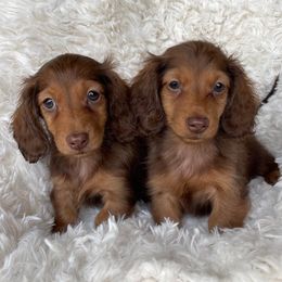 Dachshunds from Dachshunds by Design & Sunshine Dachshunds