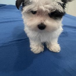 Maltese, Morkie, Poodle, Yorkipoo, and Yorkshire Terrier Puppies from Amy's puppy Love