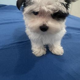 Maltese, Morkie, Poodle, Yorkipoo, and Yorkshire Terrier Puppies from Amy's puppy Love