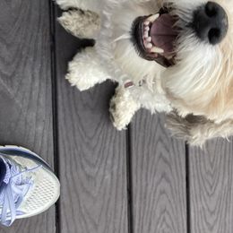 Cavapoo and Poodle All Grown Up from Happy Tails Poods and Doods