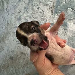 Ash-Girl 1 - Cream female Dachshund puppy in Wolf Lake, Indiana from Canisteo Dachshunds