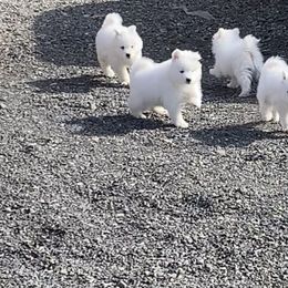 Samoyed Puppies from Falling cedar farm samoyeds