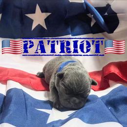 Patriot - Blue male French Bulldog puppy in Denver, Colorado from Mecham Family kennels -MechamFrenchies