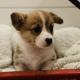 Pembroke Welsh Corgi Puppies from Mill Rock Farms