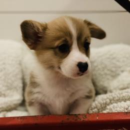 Pembroke Welsh Corgi Puppies from Mill Rock Farms