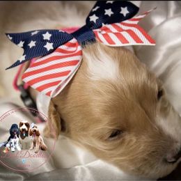 Goldendoodle Puppies from Best Doodles