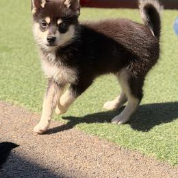 Fezzik - Tri-color male Pomsky puppy in Winston, Oregon from Arctic Tails Spitz