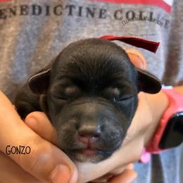 Gonzo - Black male Schnoodle puppy in Sedalia, Missouri from Farmer Brown's Puppies