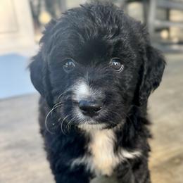 Sophie Boy 5 - Black and white male Bernedoodle puppy in Russiaville, Indiana from Pleasant Creek Minibernedoodles