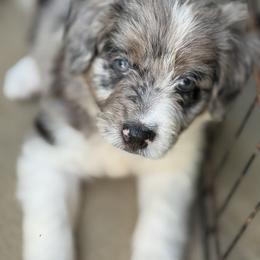 Bordoodle Puppies from Borders of Eby Eden