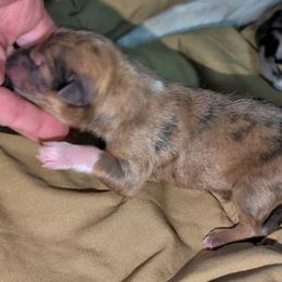 Oakley - Sable male Australian Shepherd puppy in Citra, Florida from AEW Farm