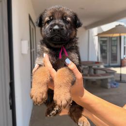 Morganite - Black and red female German Shepherd puppy in Anaheim, California from Hanan Hanna