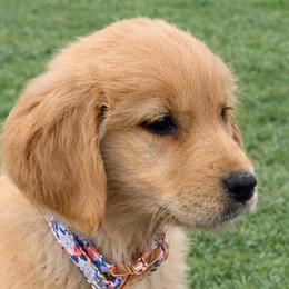 Golden Retrievers from Picklebee Acres