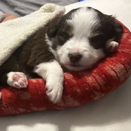 Reba girl #3 - Red Miniature Australian Shepherd puppy in Buchanan, Georgia from Stanleyville Farm Mini Aussies