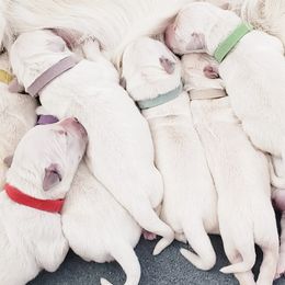 Golden Retriever and Labrador Retriever Puppies from Sierra Hills Retrievers