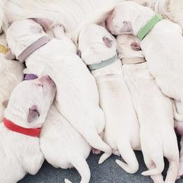 Golden Retriever and Labrador Retriever Puppies from Sierra Hills Retrievers