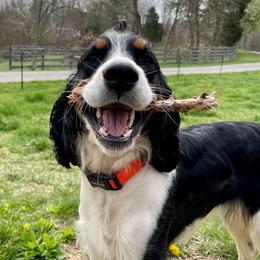 Wynne - English Springer Spaniel