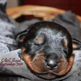 Rottweiler Puppies from C&C Royal Rottweilers