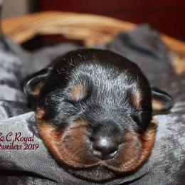 Rottweiler Puppies from C&C Royal Rottweilers