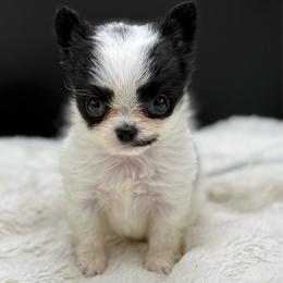 Hook - Black and white male Chihuahua puppy in Lee Center, New York from Alfheim-Andromeda Chihuahua's (A &A's)