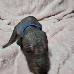 Oogie Boogie - Black male Xoloitzcuintli puppy in Eugene, Oregon from Naked nobles kennel