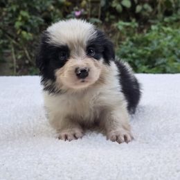 Grass - Black and white male Border Collie puppy in East Brady, Pennsylvania from Riverwood