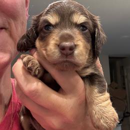 Truffle (Rose) - Chocolate and cream female Dachshund puppy in Cherry Valley, California from Sugar and Spice Dachshunds