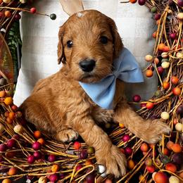 Champ Bear - Red  male Goldendoodle puppy in Camden, North Carolina from Oopsie Doodles of NC