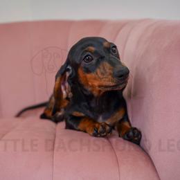 Cheryl Crow - Black and tan female Dachshund puppy in Temecula, California from Naomi Magee's Dachshund Kennel