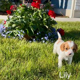 Cavapoo Puppies from Shoemaker Cavapoo Kennel