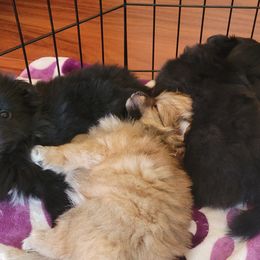 Pomeranian Puppies from TN Coco Poms
