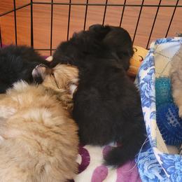 Pomeranian Puppies from TN Coco Poms
