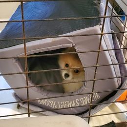 "Marlo" Pomeranian Puppies from Pomeranians Palace