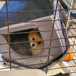 "Marlo" Pomeranian Puppies from Pomeranians Palace