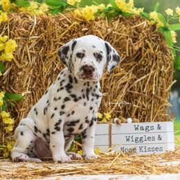Cavalier King Charles Spaniel and Dalmatian Puppies from Cadence Hall