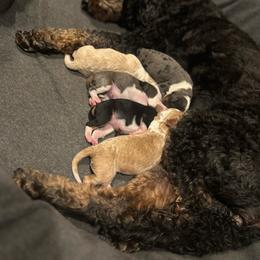 Bernedoodle puppies from The Doodle Pad