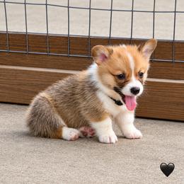Mochi-Black Collar Boy - Red male Pembroke Welsh Corgi puppy in Yulee, Florida from Pembroke Welsh Corgis at Belle Haven